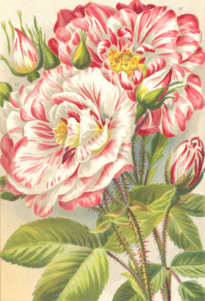 ROSES. Rosa Mundi; York and Lancaster 1903 old antique vintage print picture